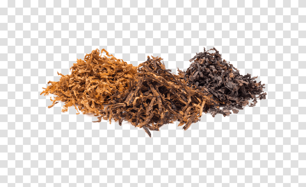 Tobacco, Nature, Fungus, Leaf, Plant Transparent Png