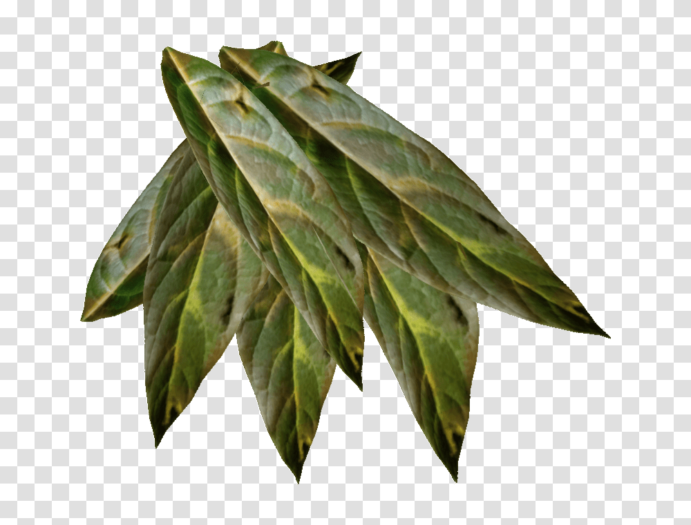 Tobacco, Nature, Leaf, Plant, Bird Transparent Png