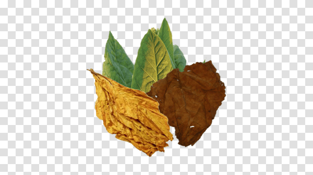 Tobacco, Nature, Leaf, Plant, Nut Transparent Png