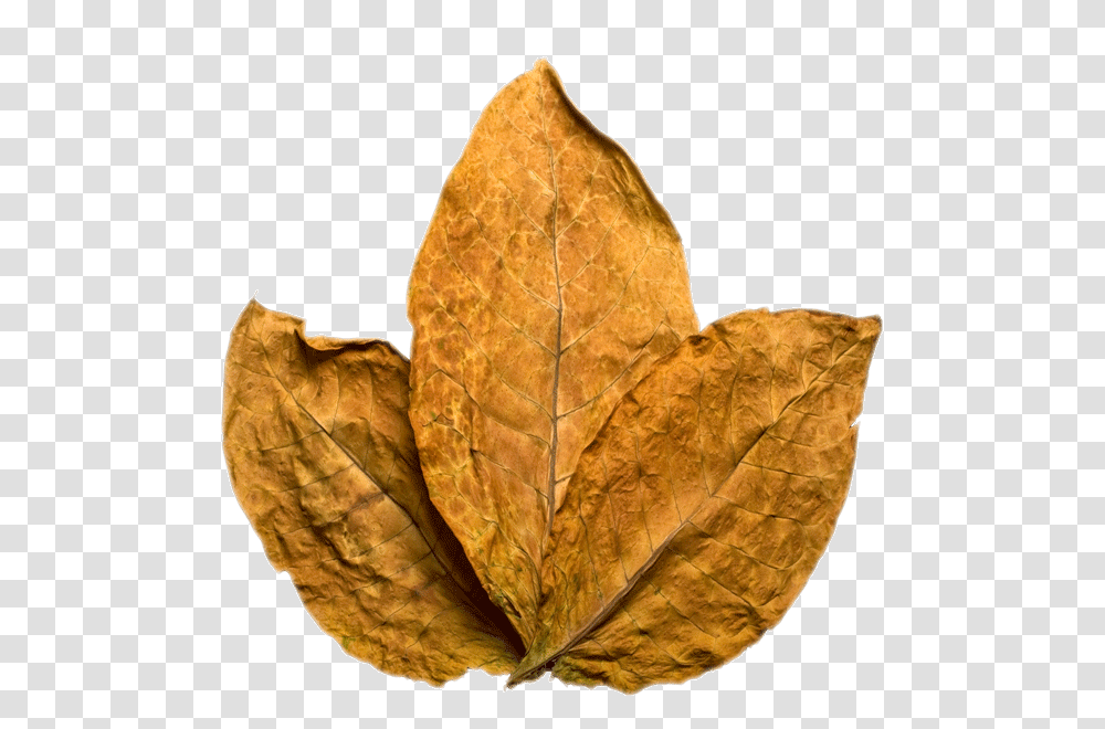 Tobacco, Nature, Leaf, Plant, Pineapple Transparent Png