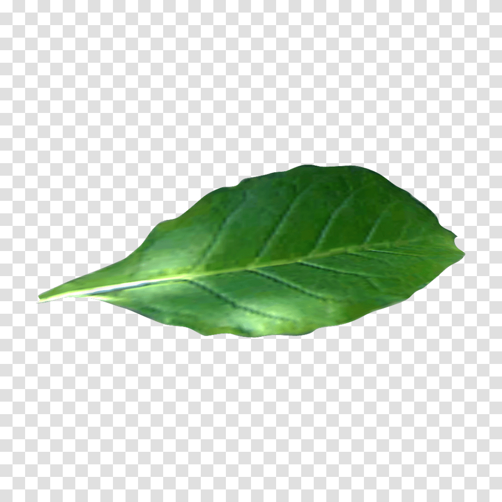 Tobacco, Nature, Leaf, Plant, Potted Plant Transparent Png