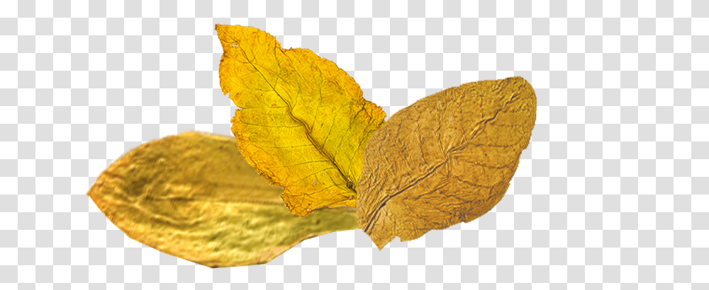 Tobacco, Nature, Leaf, Plant, Rug Transparent Png