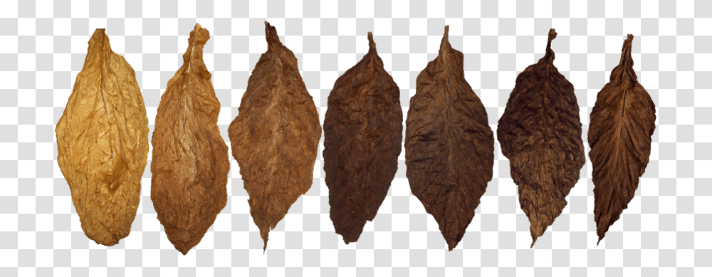 Tobacco, Nature, Pineapple, Plant, Food Transparent Png