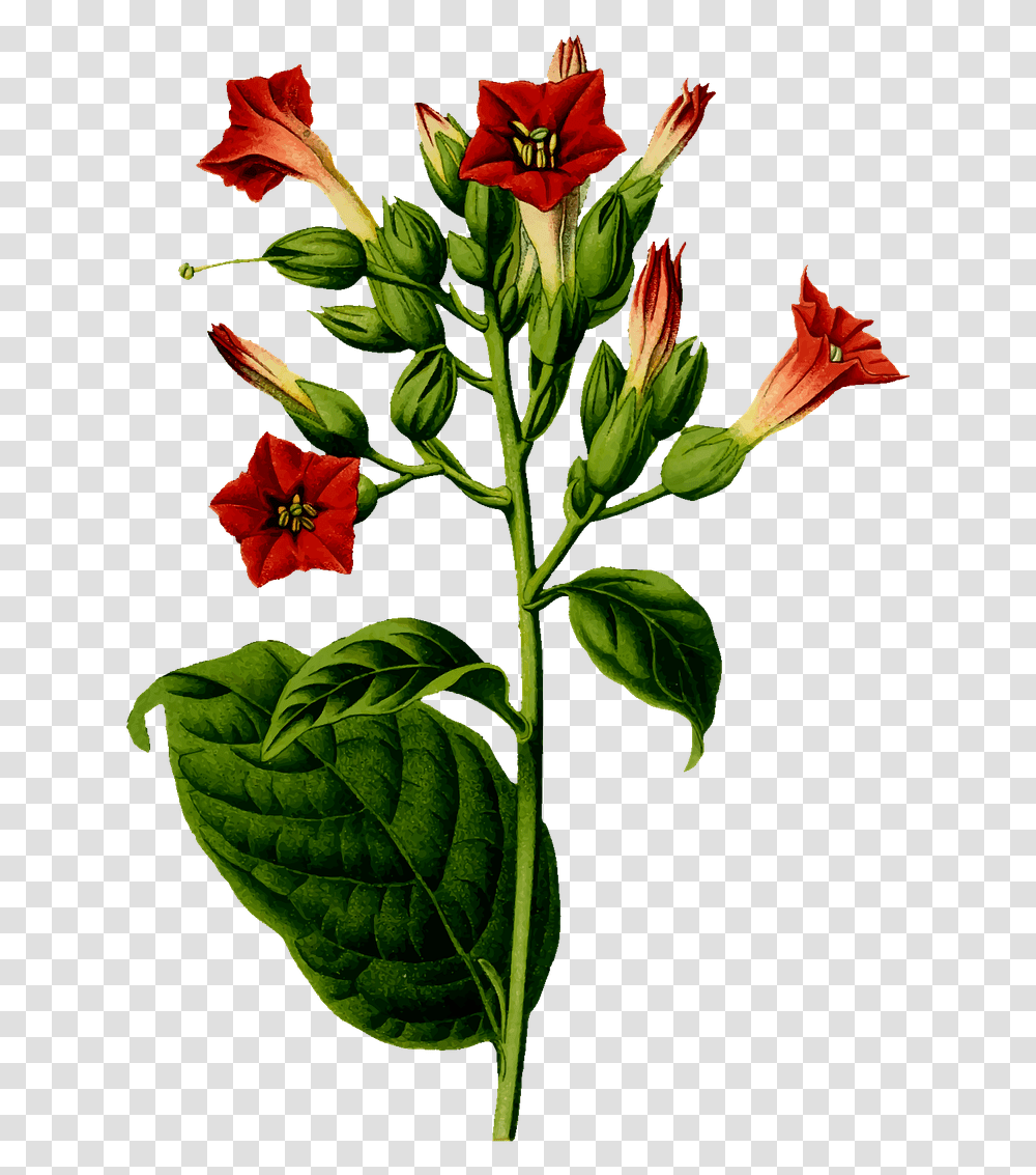 Tobacco Plant, Flower, Blossom, Acanthaceae, Pineapple Transparent Png