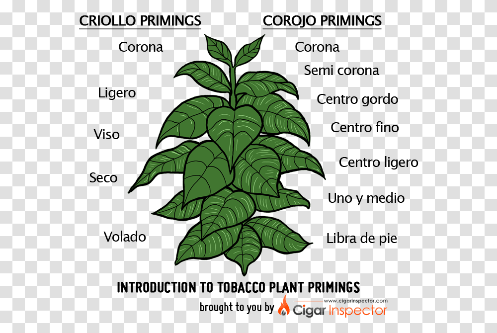 Tobacco Plant, Leaf, Vegetation, Tree, Pineapple Transparent Png