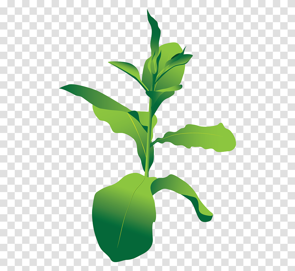 Tobacco Plant Plant Molecular Farming, Green, Flower, Blossom, Leaf Transparent Png