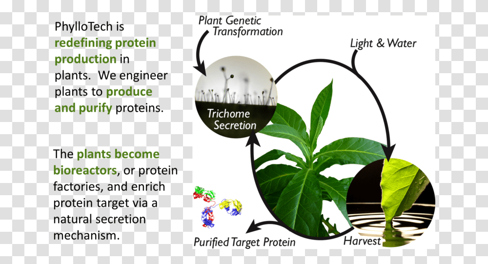 Tobacco Plant Protein Production In Plants, Advertisement, Flyer, Poster, Paper Transparent Png