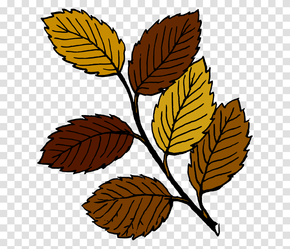 Tom Autumn Leaves On Branch, Nature, Leaf, Plant, Veins Transparent Png