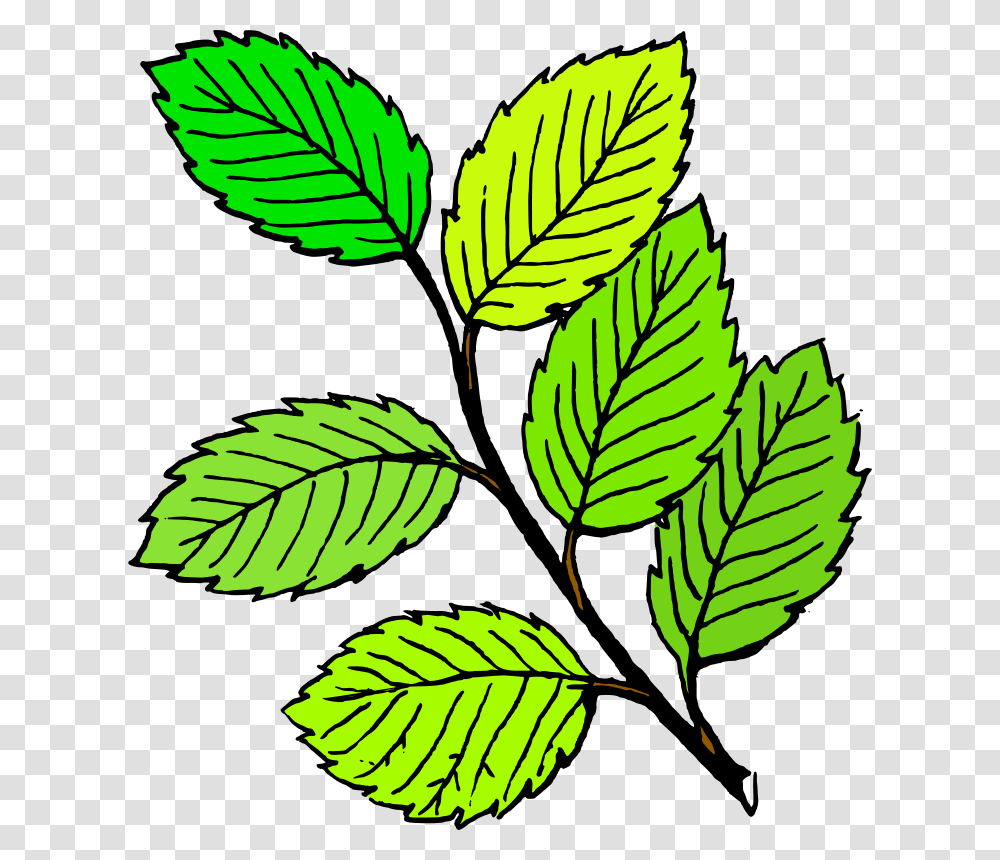 Tom Summer Leaves, Nature, Leaf, Plant, Green Transparent Png