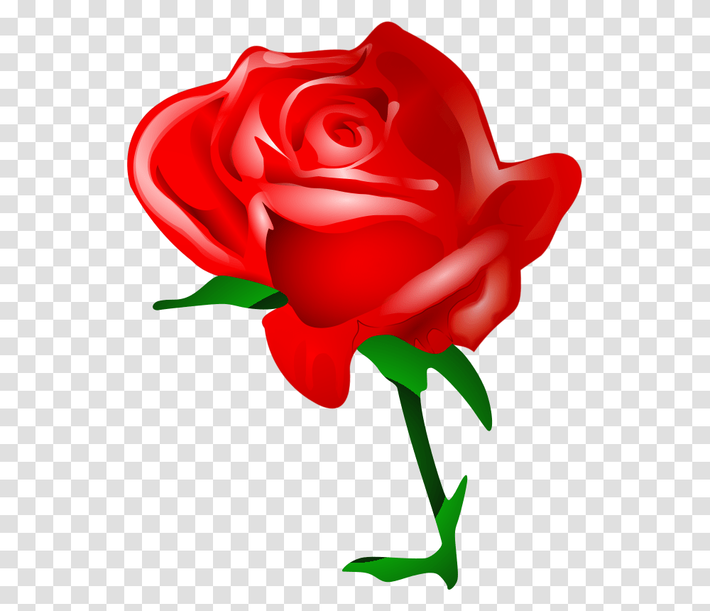 Tomas Arad Red Rose, Nature, Flower, Plant, Blossom Transparent Png