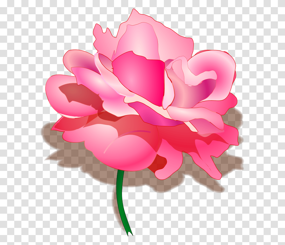 Tomas Arad Rose, Nature, Plant, Flower, Blossom Transparent Png