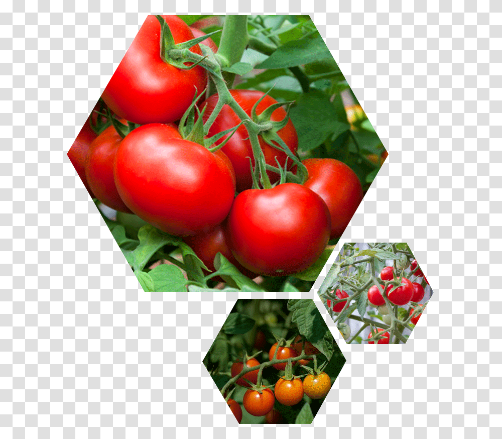 Tomato Celebrity, Plant, Vegetable, Food, Cherry Transparent Png