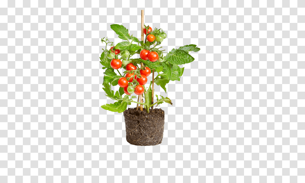 Tomato Flowerpot, Plant, Leaf, Food, Fruit Transparent Png