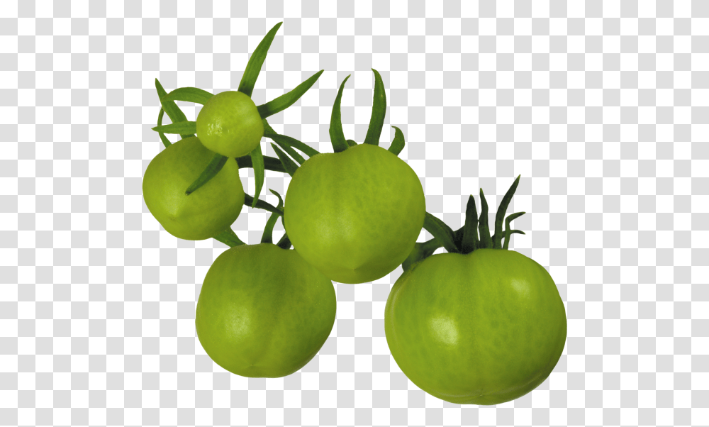 Tomato Free Download, Plant, Food, Vegetable, Fruit Transparent Png