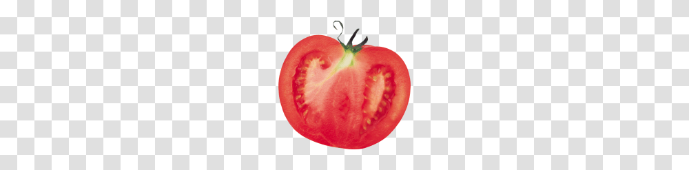 Tomato Free Download, Plant, Rose, Flower, Blossom Transparent Png