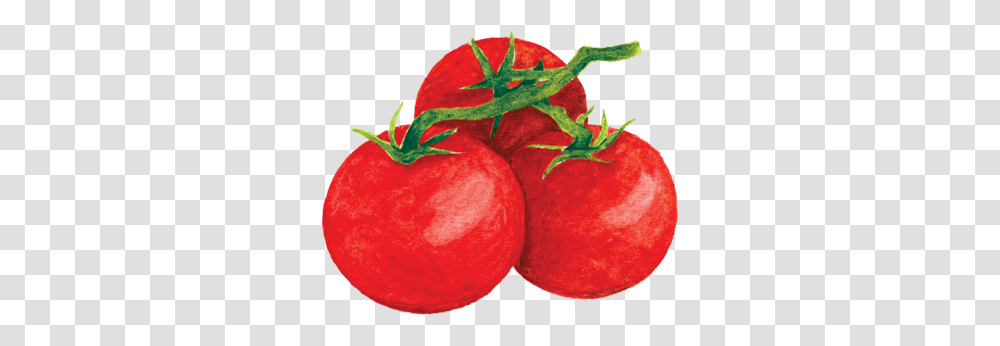 Tomato Harvest Tomatoes, Plant, Food, Vegetable, Produce Transparent Png