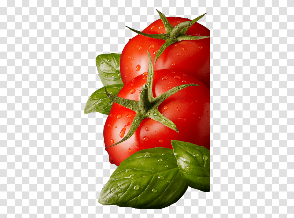 Tomato Leaves, Plant, Vegetable, Food Transparent Png