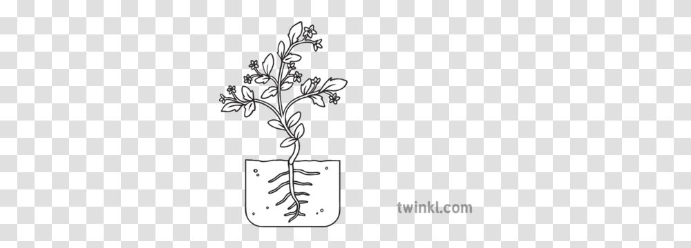Tomato Plant Development Stage 5 Flowering Growth Seed Cute Butterfly Black And White, Blossom, Chandelier, Lamp, Graphics Transparent Png
