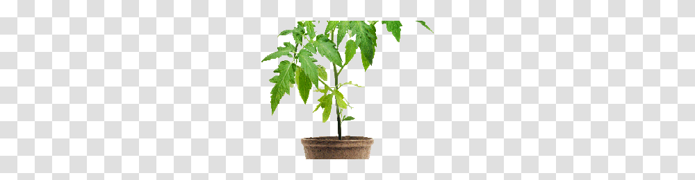Tomato Plant Image, Leaf, Tree, Hemp, Flower Transparent Png
