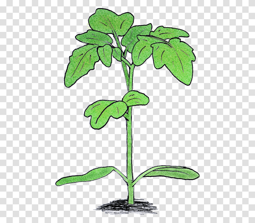 Tomato Plant Tomato Plant Seedling, Leaf, Tree, Annonaceae, Acanthaceae Transparent Png