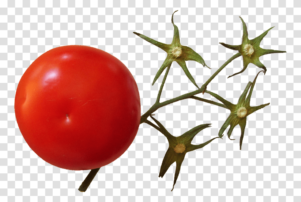 Tomato Plant Tomato Stem, Food, Vegetable, Balloon, Fruit Transparent Png