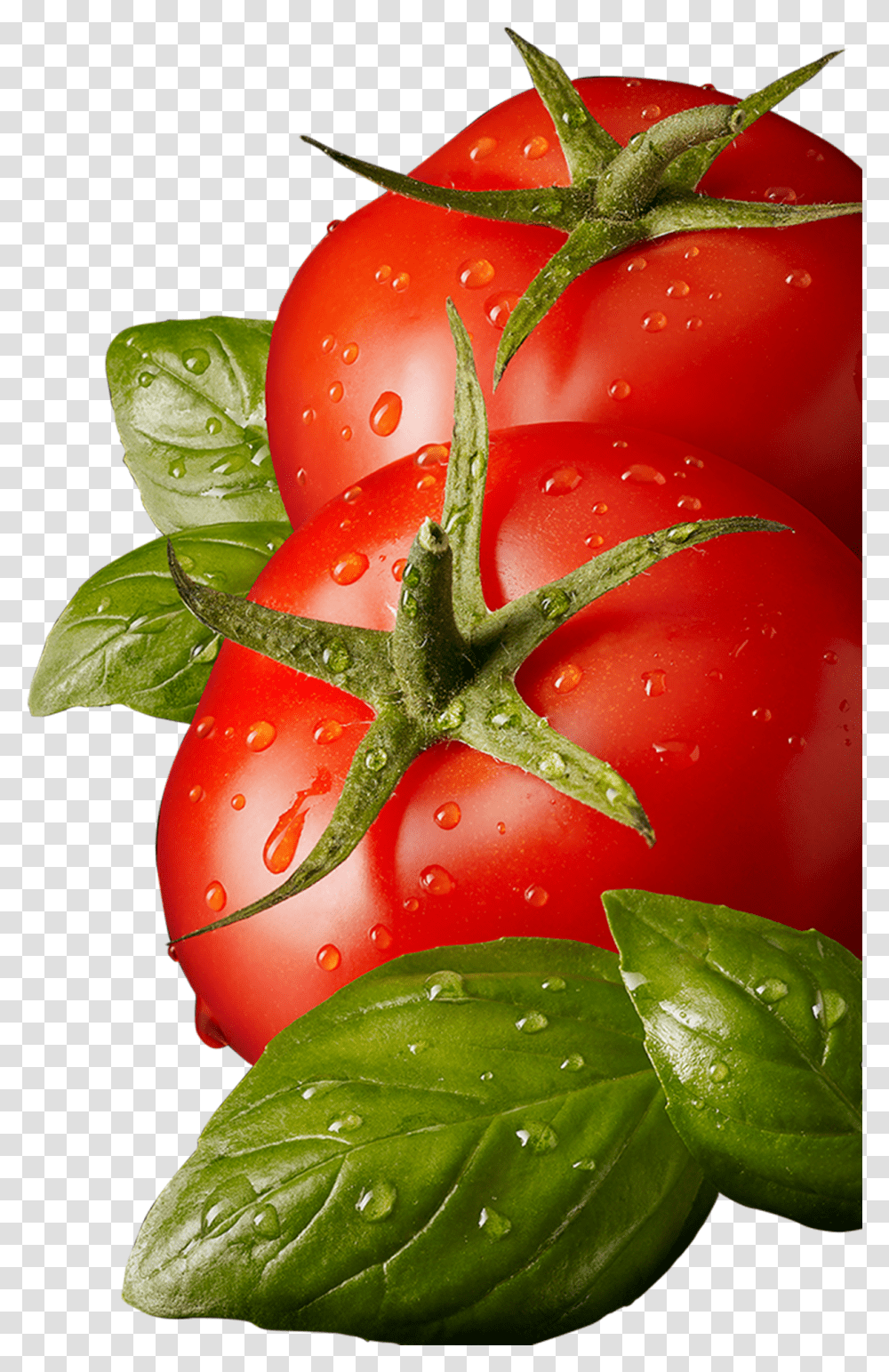 Tomato Tomatoepng, Plant, Vegetable, Food, Lobster Transparent Png