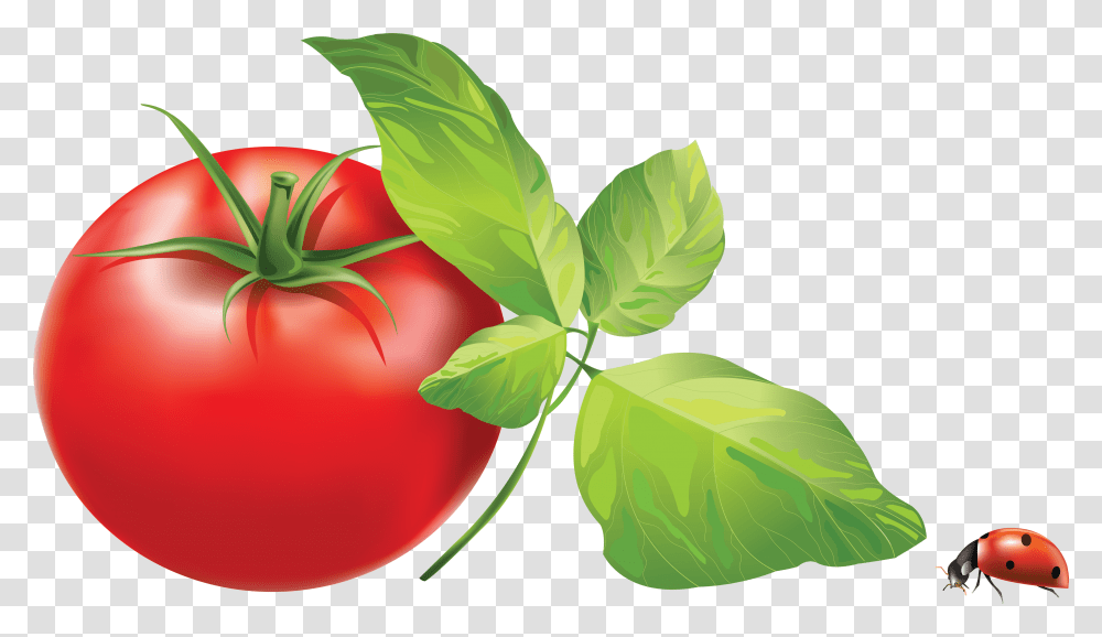 Tomato, Vegetable, Plant, Food, Leaf Transparent Png