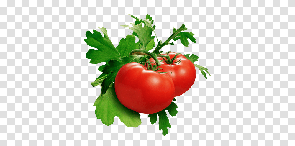 Tomato, Vegetable, Plant, Food, Vase Transparent Png