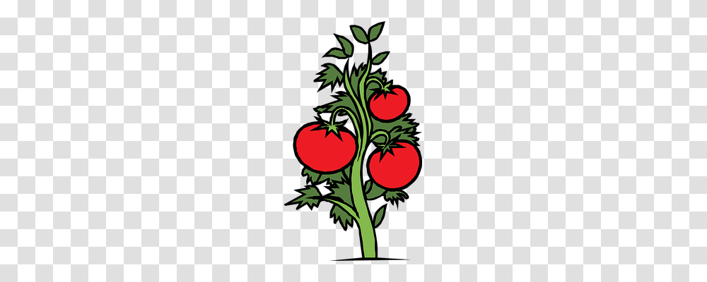 Tomatoes Nature, Plant, Vegetable, Food Transparent Png