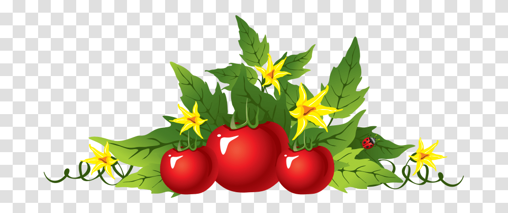 Tomatoes, Plant, Fruit, Food, Leaf Transparent Png