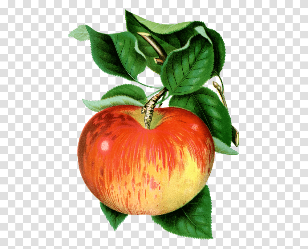 Tomatoplantvegetarian Food Pfel Gif, Fruit, Apple, Pineapple Transparent Png