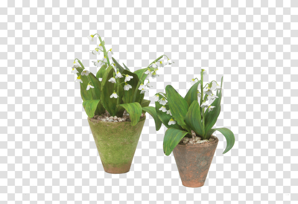 Tommymitchell 20 O, Plant, Vase, Jar, Pottery Transparent Png
