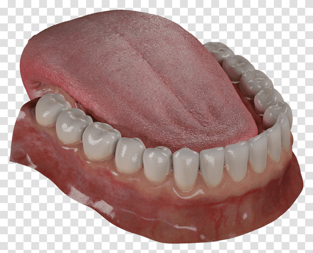 Tongue, Jaw, Teeth, Mouth, Lip Transparent Png