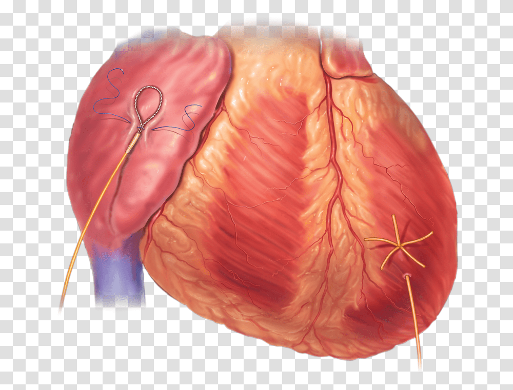 Tongue, Mountain, Outdoors, Nature, X-Ray Transparent Png