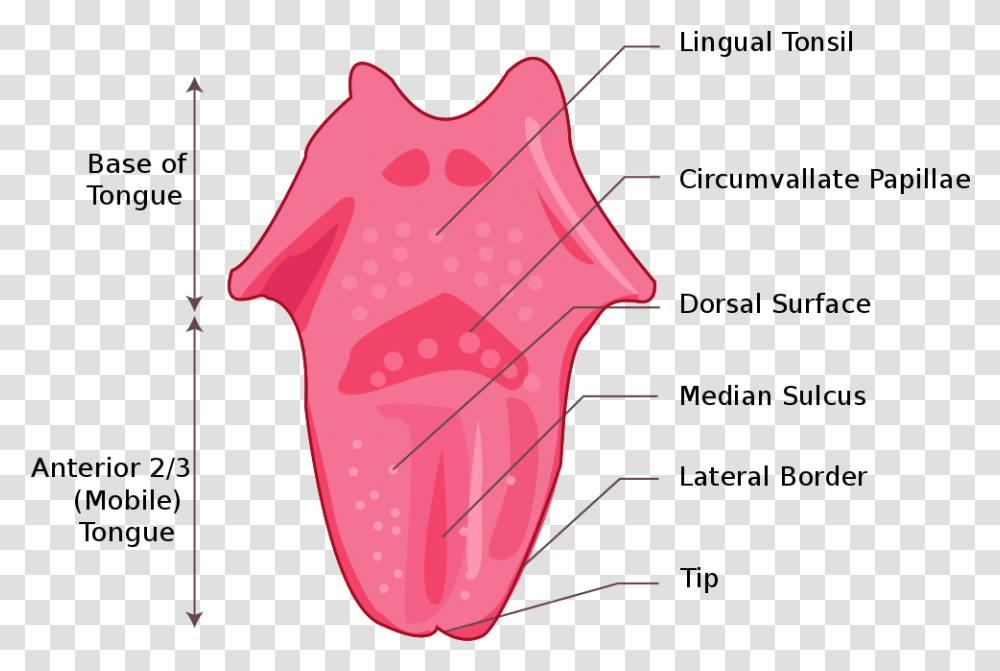 Tongue, Mouth, Lip Transparent Png