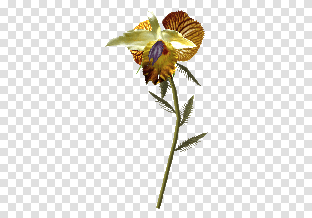 Tongue Skyrim Elder Scrolls Fandom Skyrim Dragon Tongue Flower, Plant, Blossom, Bird, Iris Transparent Png