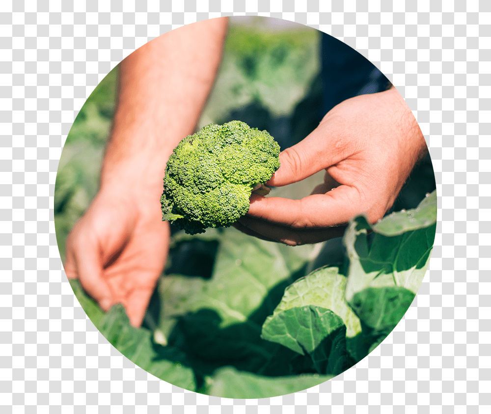 Toolboxdsg Ediblegarden Broccoli, Plant, Vegetable, Food, Person Transparent Png