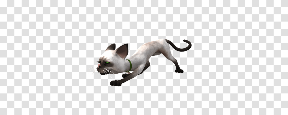 Toon Animals, Pet, Mammal, Cat Transparent Png