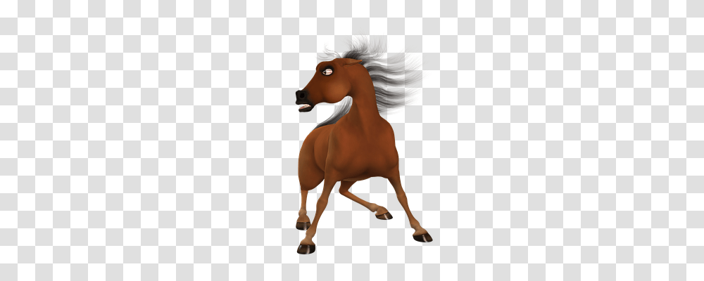 Toon Animals, Person, Human, Horse Transparent Png