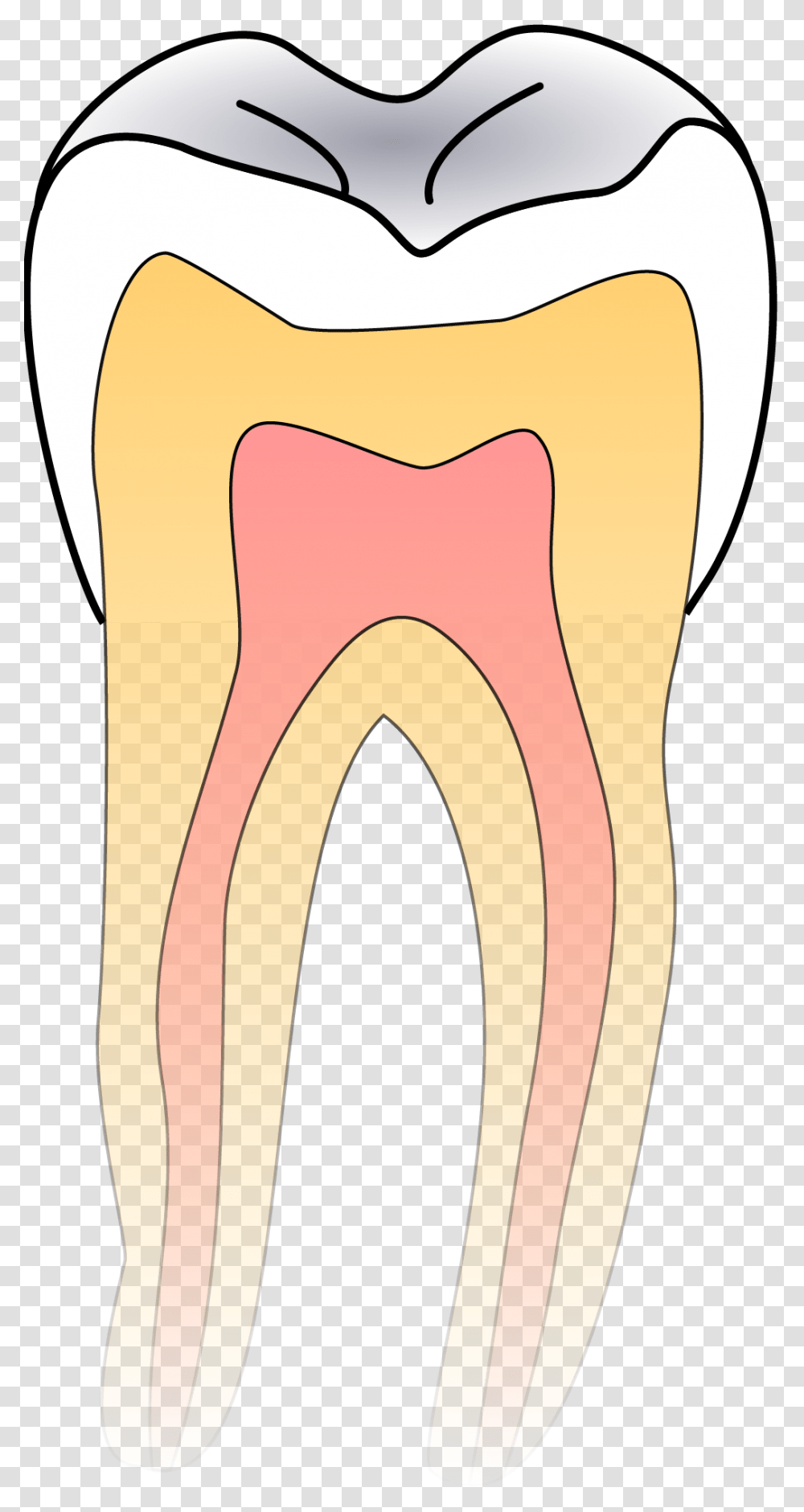 Tooth Anatomy, Banana, Food, Pillow, Cushion Transparent Png