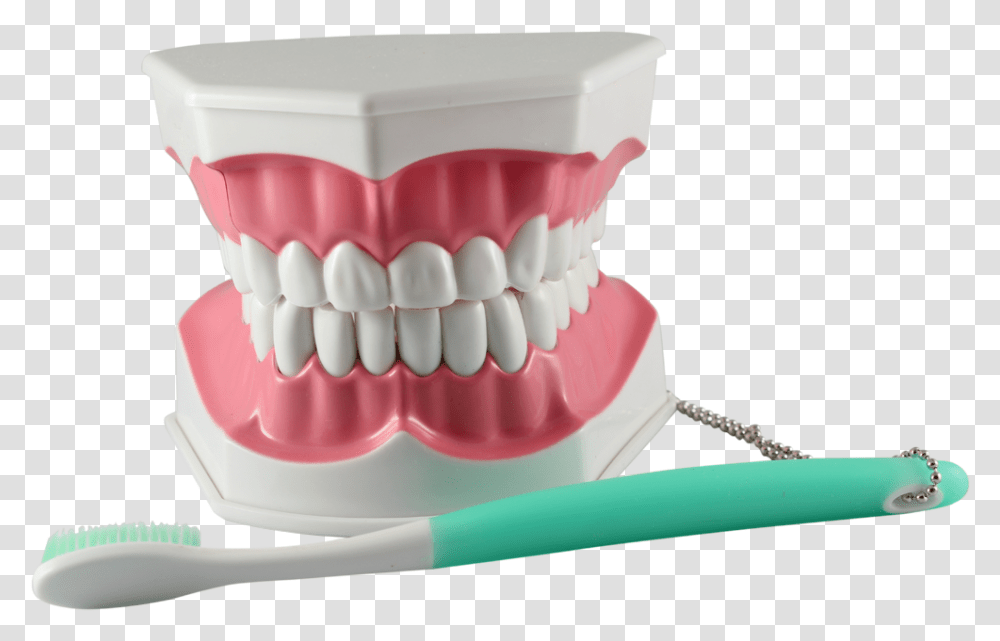 Tooth Brushing Modeltitle Tooth Brushing Model Toothbrush, Jaw, Teeth, Mouth, Lip Transparent Png