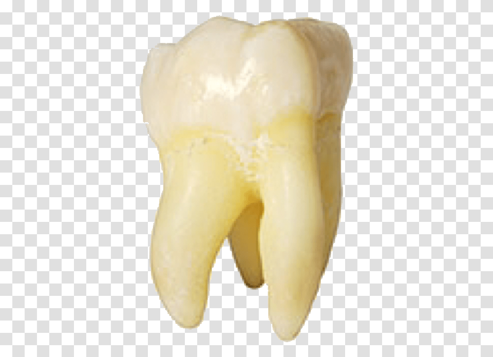 Tooth Teeth Molar Rootcanal Freetoedit Beige Tooth, Banana, Fruit, Plant, Food Transparent Png