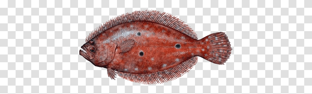 Toowhom, Fish, Animal, Sea Life, Halibut Transparent Png