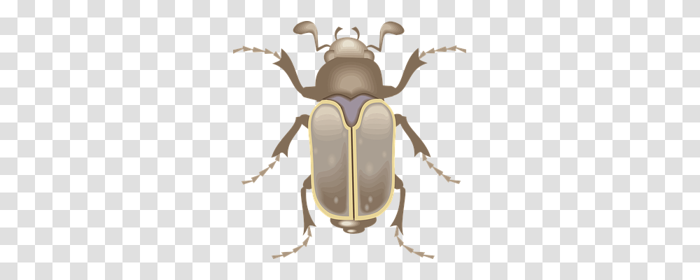 Top Animals, Invertebrate, Insect, Dung Beetle Transparent Png