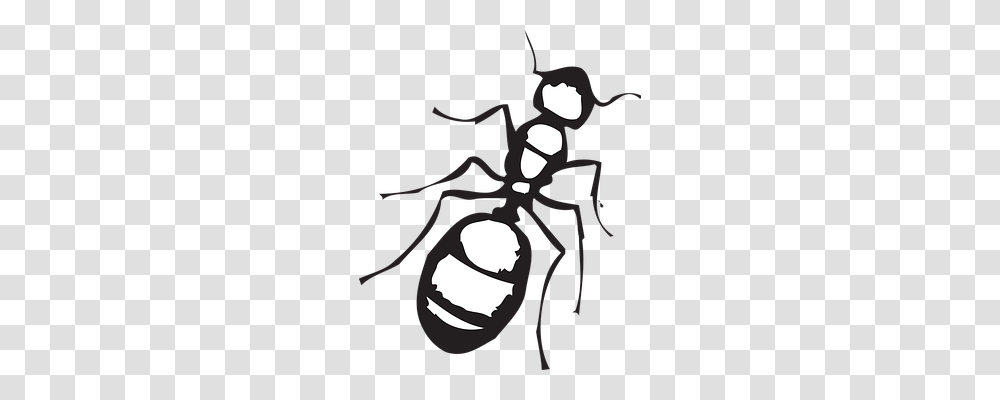Top Animals, Invertebrate, Insect, Ant Transparent Png