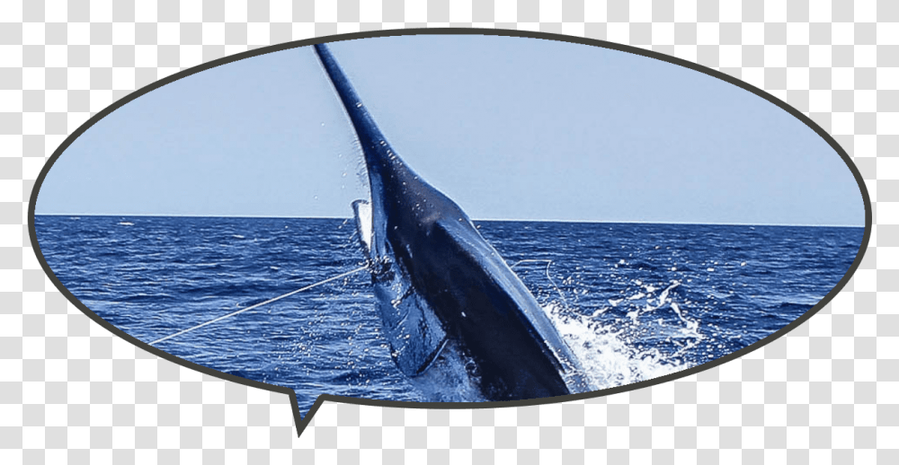 Top Dog Wins Big Rock 2019 With 914 Pound Blue Marlin Atlantic Blue Marlin, Sea Life, Animal, Swordfish, Outdoors Transparent Png