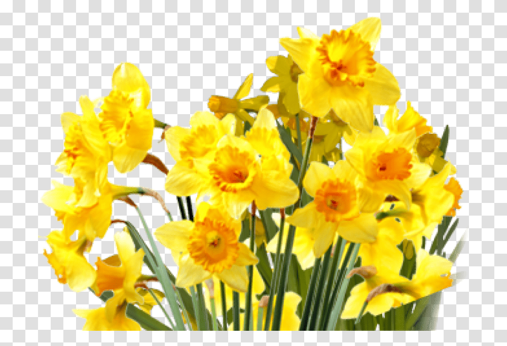 Top Five Yellow Flowers Tumblr Aesthetic Story Medicine Daffodils, Plant, Blossom Transparent Png