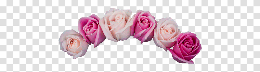 Top Flower Blooming Stickers For Android & Ios Gfycat Flowers Blooming Gif, Rose, Plant, Blossom, Petal Transparent Png