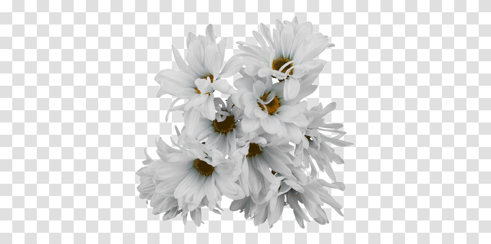 Top Flower Stickers For Android & Ios Gfycat Animated Flower Gif, Plant, Blossom, Daisy, Daisies Transparent Png
