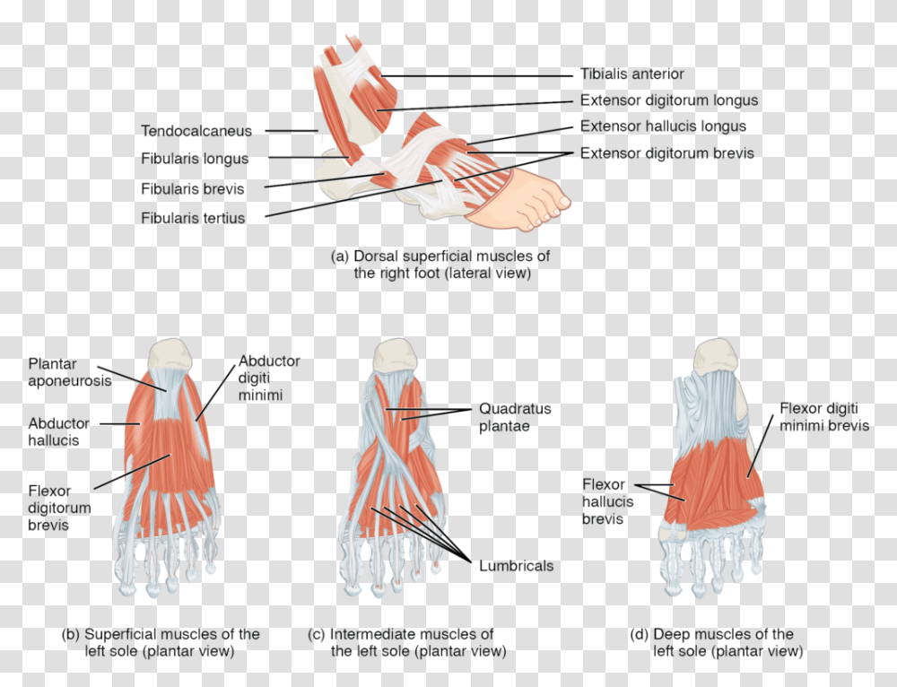 Top Foot Muscles, Person, Advertisement Transparent Png